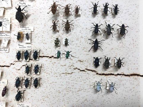 A cracked drawer with pinned entomological specimens